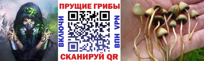 продажа наркотиков  Невельск  Галлюциногенные грибы прущие грибы 